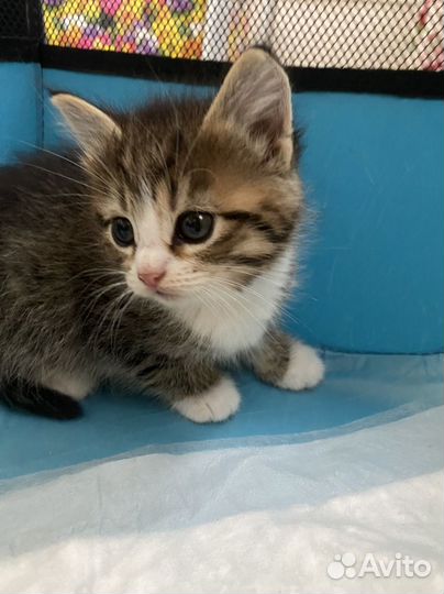 Котёнок девочка