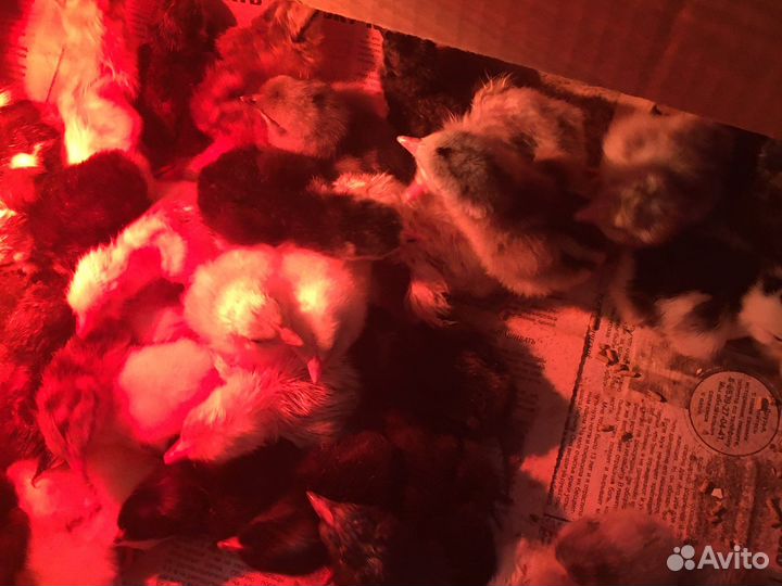 Цыплята суточные,бройлер рос 308,леггорн