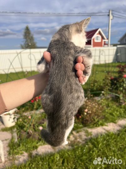 Котенок девочка в дар в добрые руки бесплатно