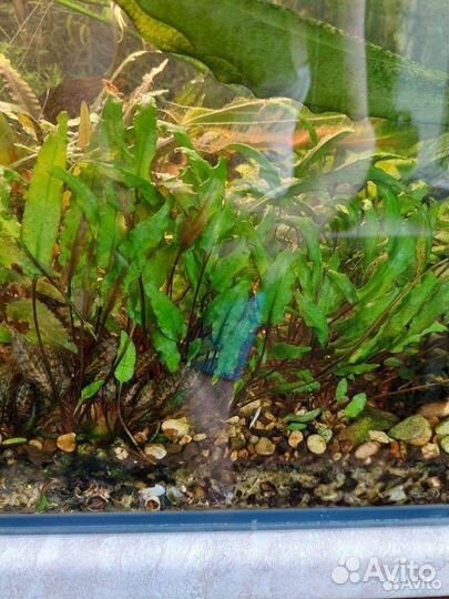 Аквариумные растения