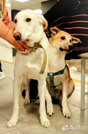 Собака в добрые руки