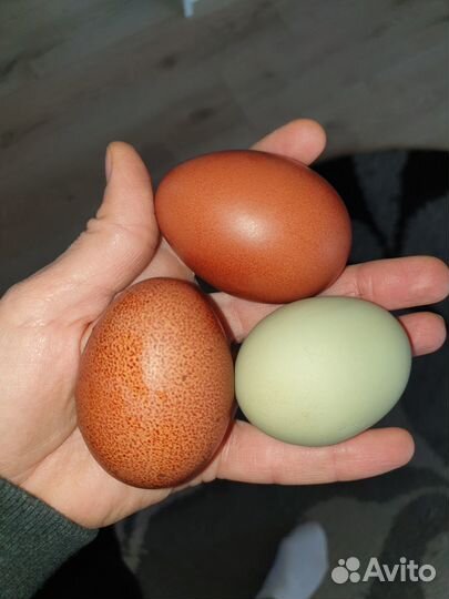 Инкубационное яйцо 80.