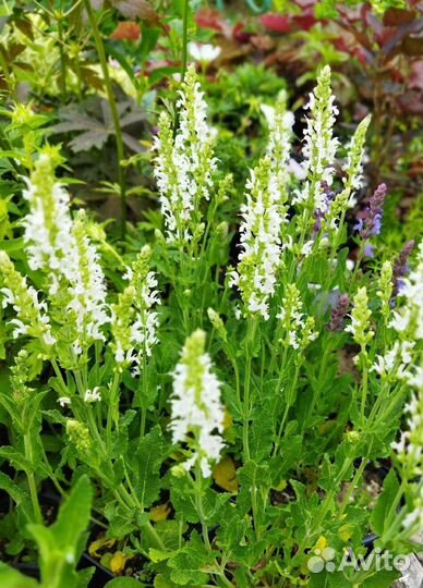 Белые цветы