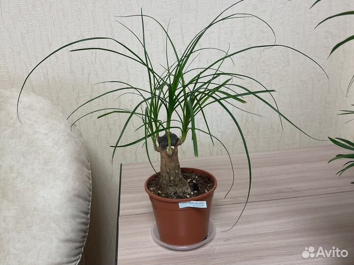 Нолина на штампе