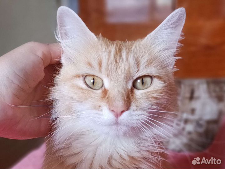 Рыжая кошка