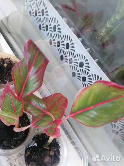 Аглонема Крид