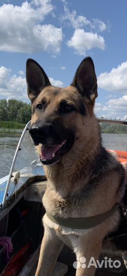 Собака в добрые руки