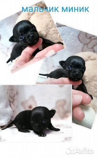 Щенки чихуахуа
