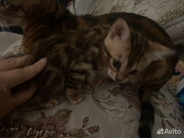 Бенгальские котята