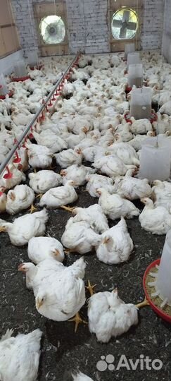 Куры бройлеры и копчения