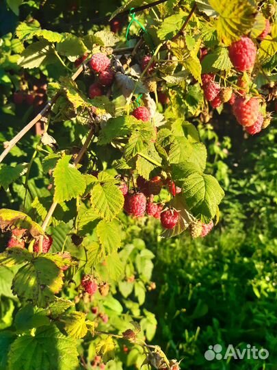 Продаю ягоды