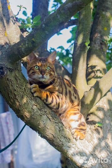 Бенгальский кот вязка