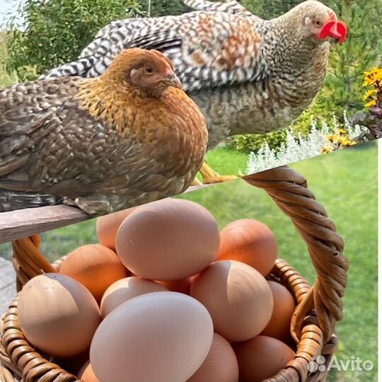 Инкубационное яйцо породистых кур и уток