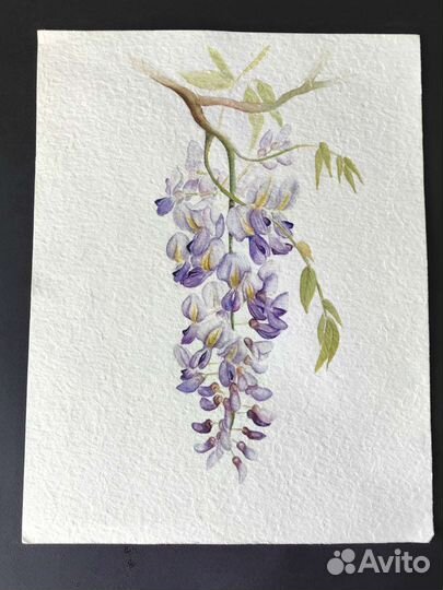 Акварельные рисунки