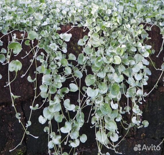 Дихондра Сильвер Фоллс