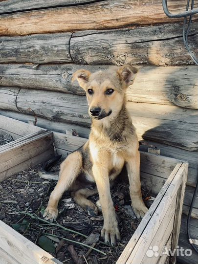 Щенок в добрые руки