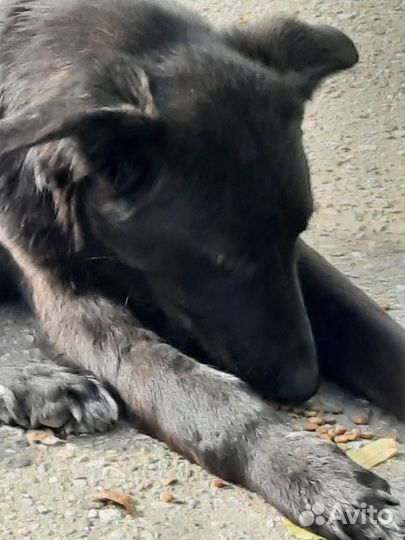 Отдам в добрые руки