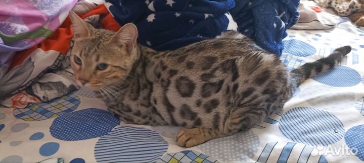 Бенгальские котята