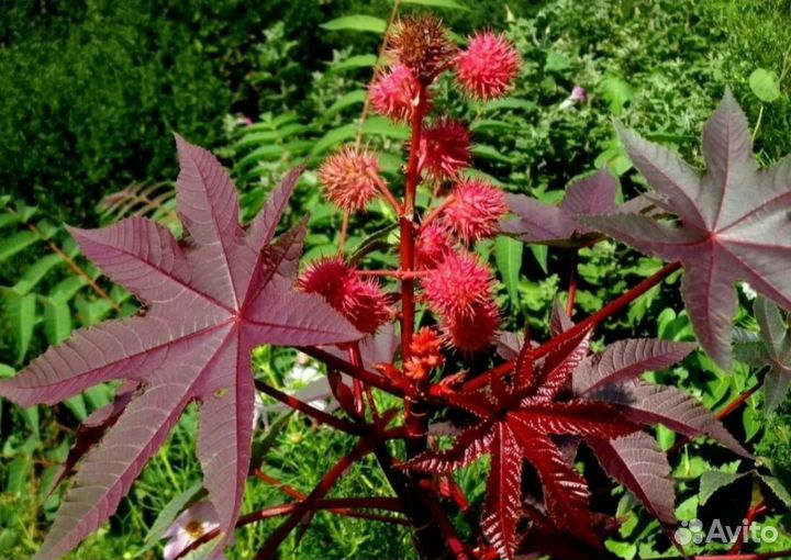 Клещевина семена