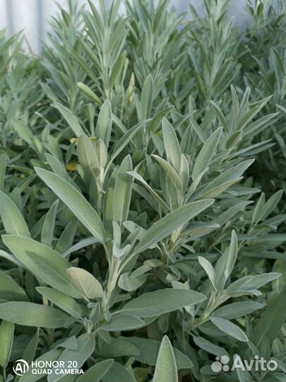 Пальма юкка