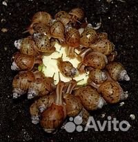 Улитки Ахатины