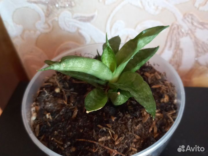 Сансевиерия Кирки Сильвер Блю варигатный и др