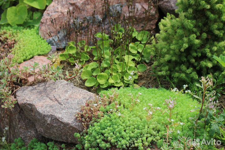 Очиток почвопокровный. Молодило, каменная роза