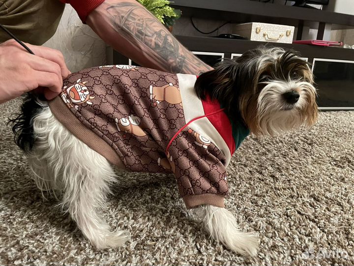 Костюмчик “Gucci” для Вашего любимого друга