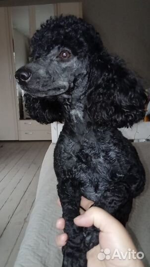 Кобель для вязки