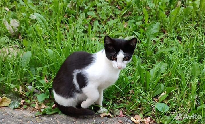 Чёрно-белый милейший котенок в дар