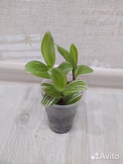 Излишки комнатных растений