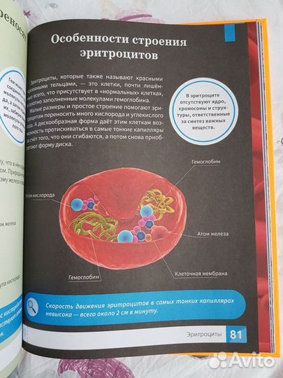 Микромир. Наблюдаем в микроскоп