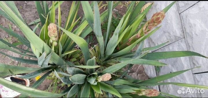 Цветок юкка
