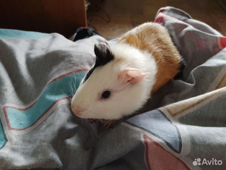 Морская свинка с клеткой