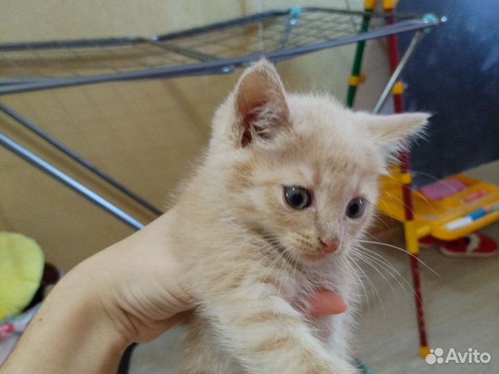 Рыжий котенок мальчик