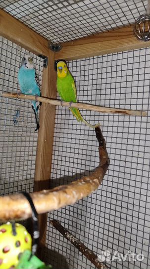 Пара волнистых попугаев с клеткой