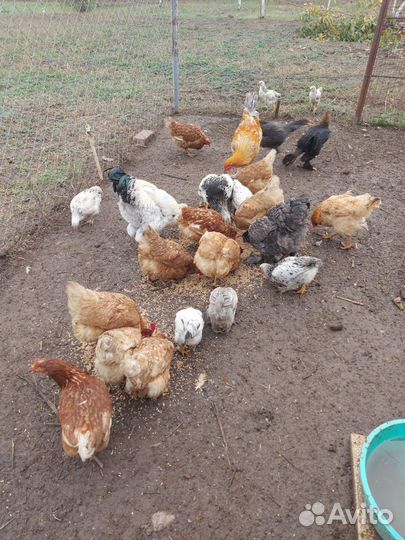Куры несушки домашние продам