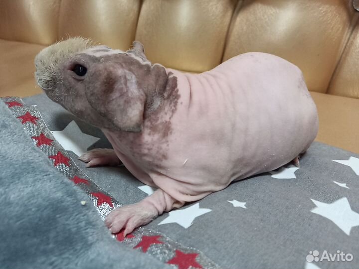 Морские свинки скинни мальчик малыш с доставкой