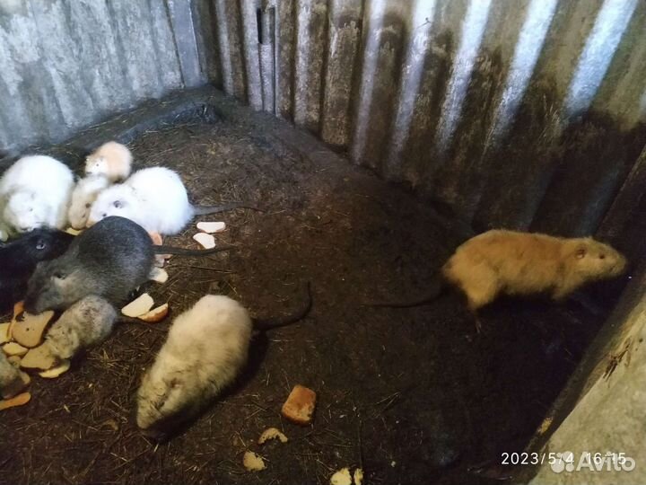 Нутрии на племя