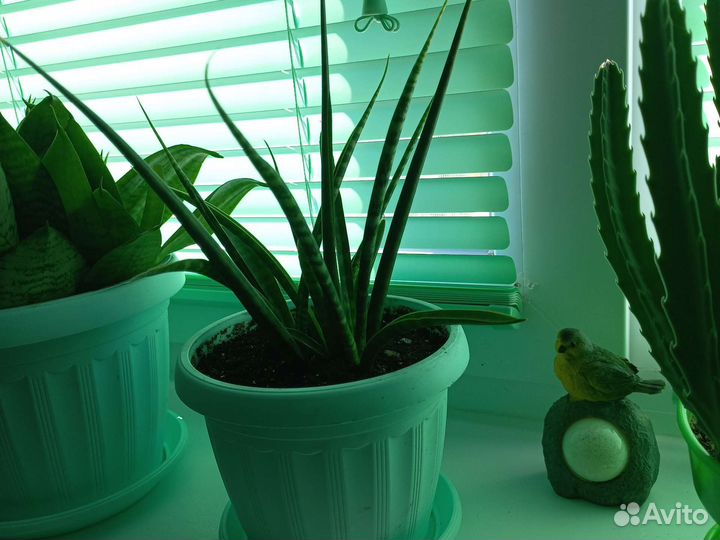 Сансевиерия цилиндрика