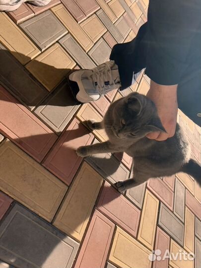 Кот шотландец