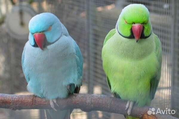 Ожереловый попугай выкомыш ручные