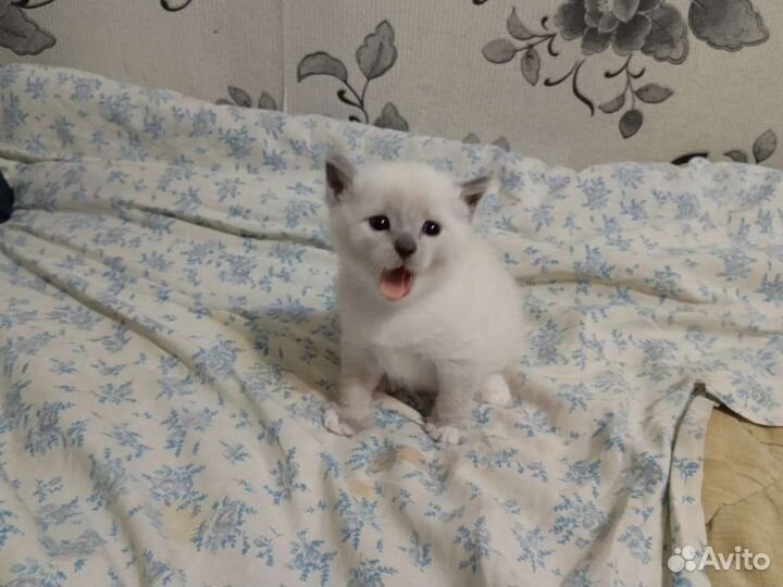 Тайская кошечка
