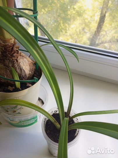 Гиппиаструм