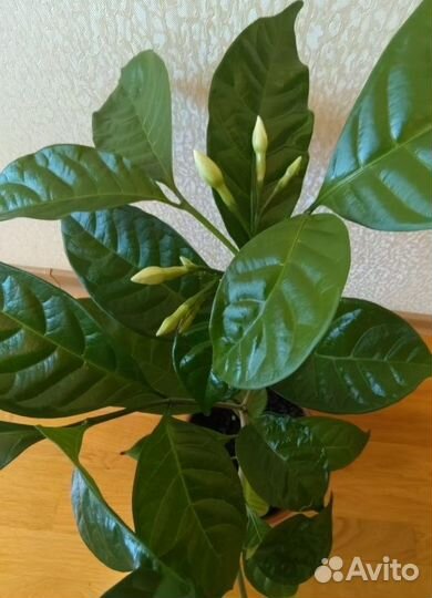 Табернемонтана взрослая с бутонами