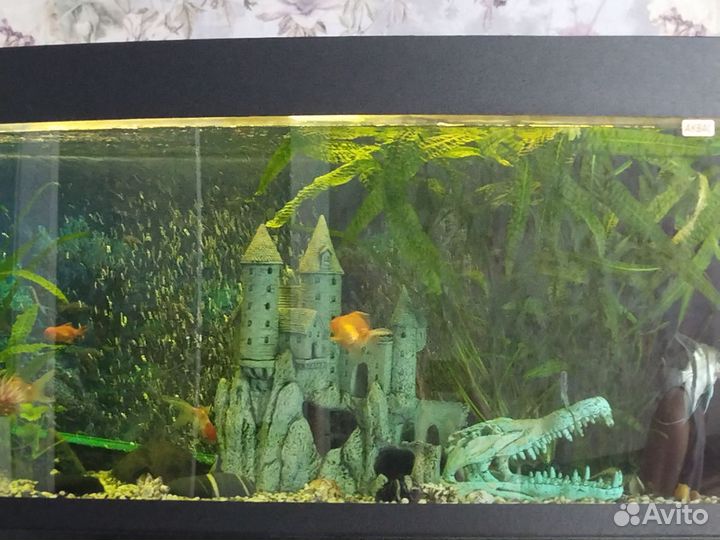 Аквариум