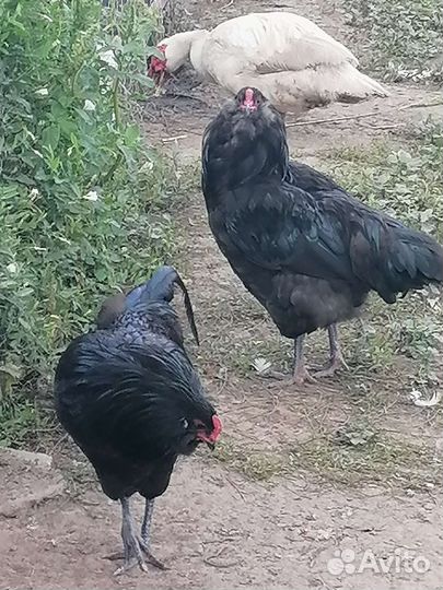 Амераукана петухи
