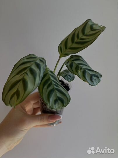 Калатея Ктенанта Бурле-марксии