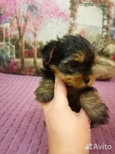 Йоркширский терьер щенки