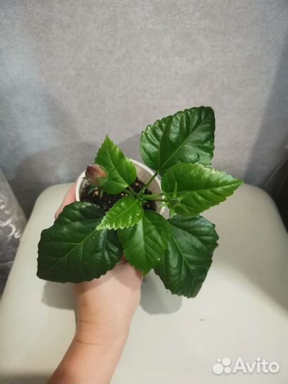 Гибискус китайская роза